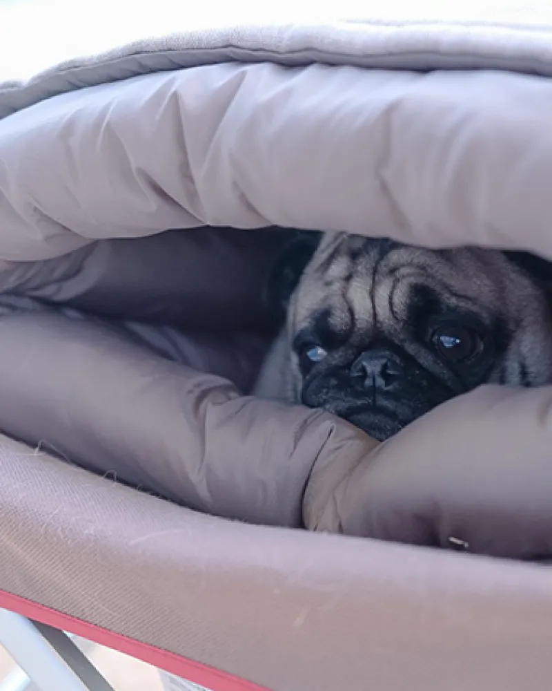 Best Sale Dog Ofuton Sleeping Bag Pets