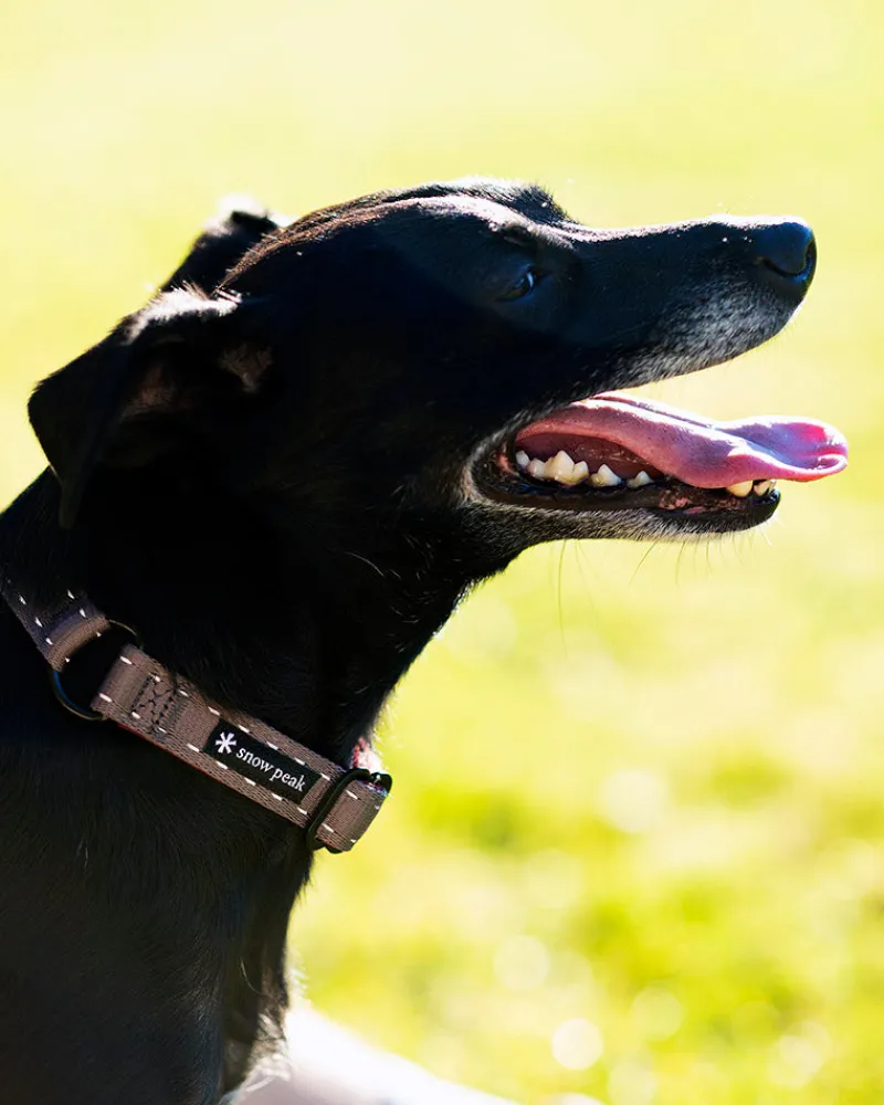 Shop SP Slip Collar Pets